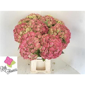 Hydr M Royal Anastasia Cl