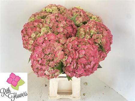 <h4>Hydr M Royal Anastasia Cl</h4>