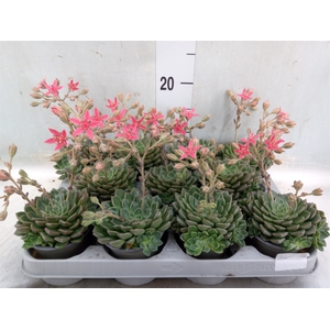 Graptopetalum tacitus