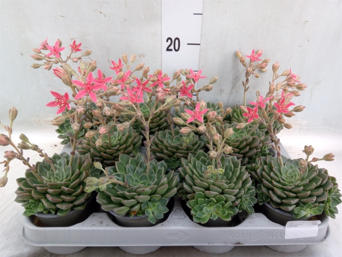 <h4>Graptopetalum tacitus</h4>