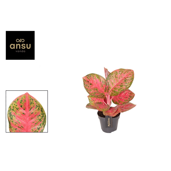 <h4>Aglaonema Red Balloon</h4>