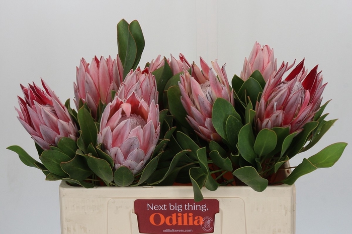<h4>PROTEA CYNAROIDES</h4>