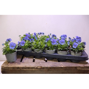 Vio Co Sor Xp De Blu