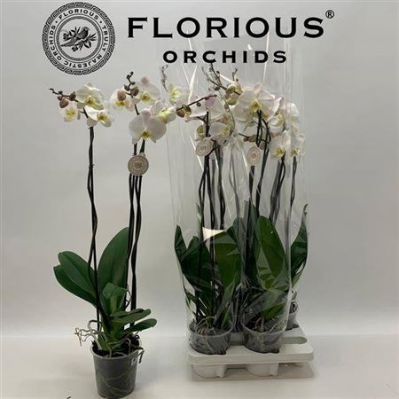 Phal Ov Wit