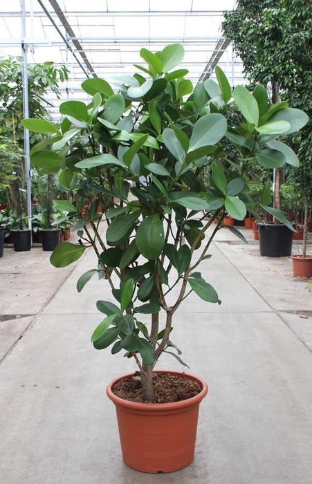 <h4>Clusia rosea</h4>