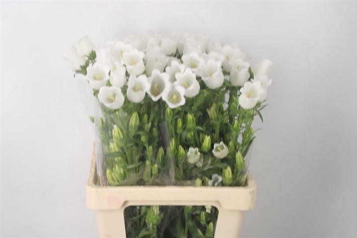 <h4>Campanula Med Champ White</h4>