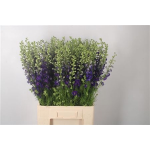 Delph Rids Dark Blue