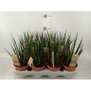 Sansevieria  'Fernwood'