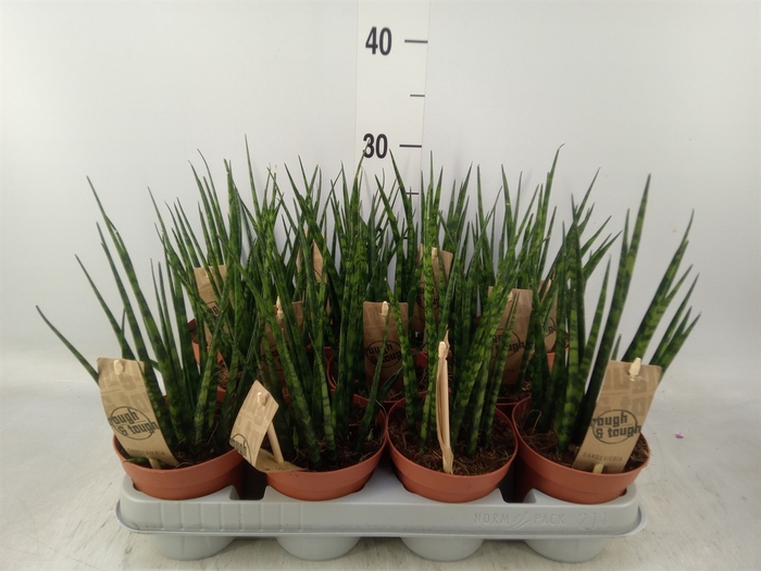 <h4>Sansevieria  'Fernwood'</h4>