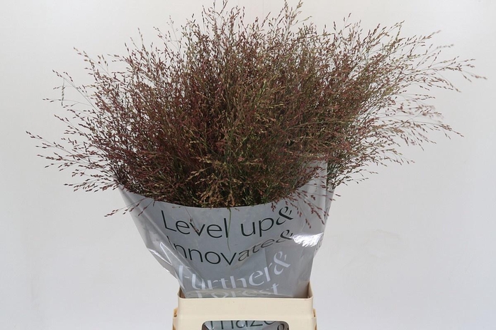 <h4>PANIC VI WARRIOR</h4>