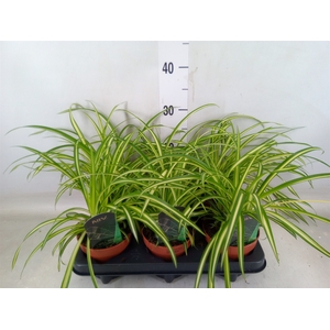 Chlorophytum cos. 'Atlantic'