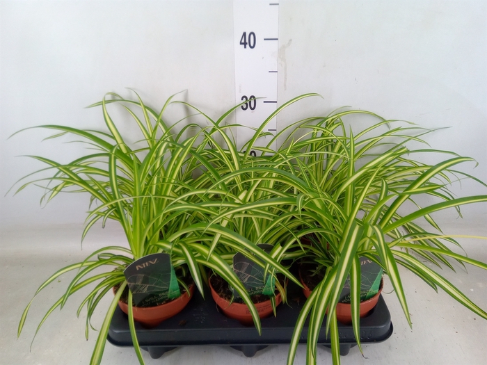 <h4>Chlorophytum cos. 'Atlantic'</h4>