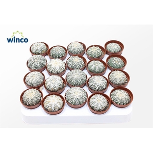 Astrophytum Super Kabuto