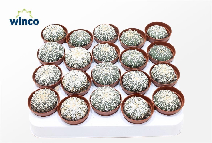 <h4>Astrophytum Super Kabuto</h4>