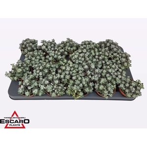 SEDUM SP CAPE BLANCO