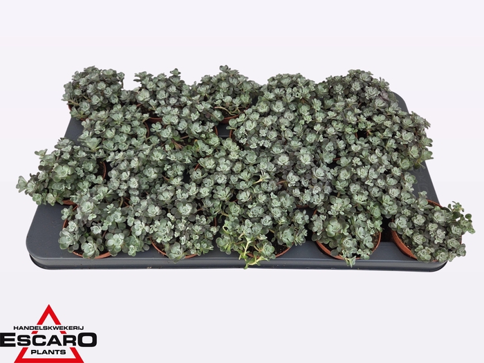 <h4>SEDUM SP CAPE BLANCO</h4>
