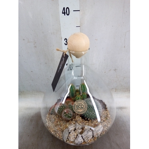 Arr.  Cactus H%