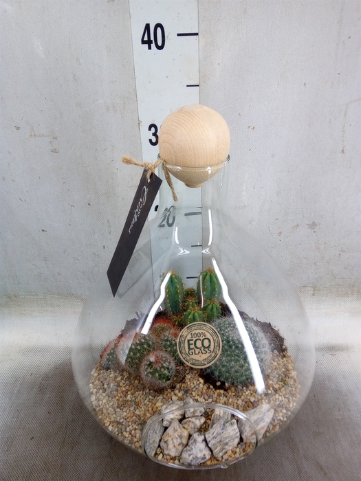 <h4>Arr.  Cactus H%</h4>