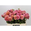 Dahlia BA 'Lindas Baby'