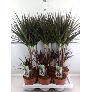 Dracaena marg. 'Magenta'
