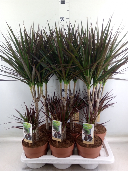 <h4>Dracaena marg. 'Magenta'</h4>