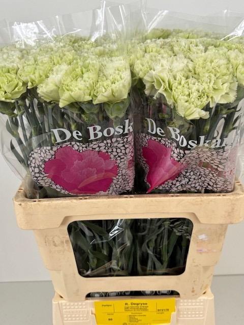 <h4>DI ST ETERNAL FAIRY+</h4>