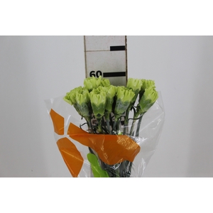 CRAVO JUNGLE 070 CM