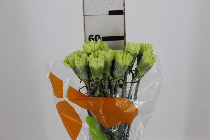 <h4>CRAVO JUNGLE 070 CM</h4>