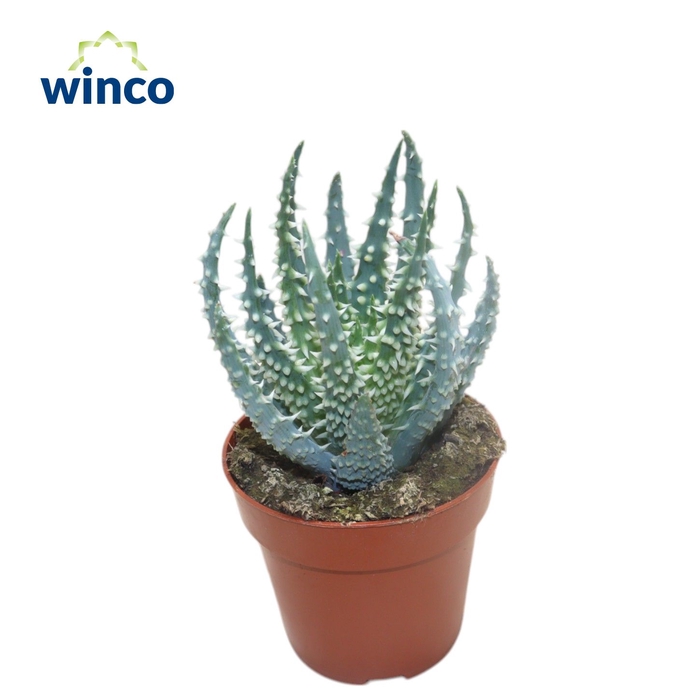 <h4>Aloe Humilis</h4>