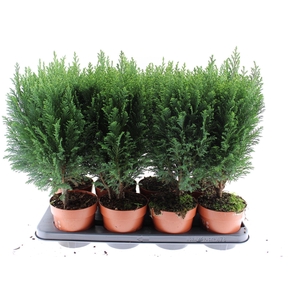 Chamaecyparis law. 'Ellwoodii