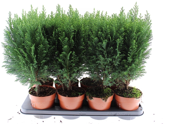 <h4>Chamaecyparis laws. Ellwoodii</h4>