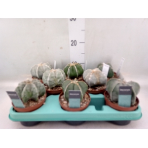 Astrophytum ornatum