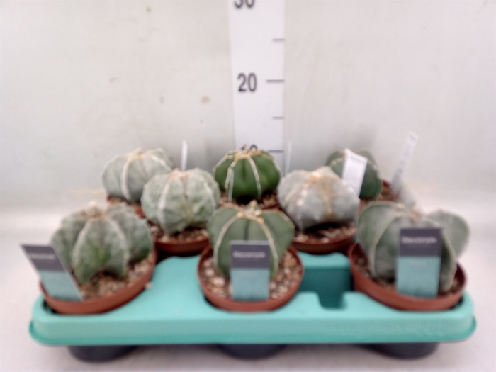 <h4>Astrophytum ornatum</h4>