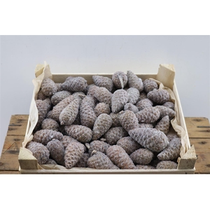 Wax Pinea Mini Gl Naturel X125
