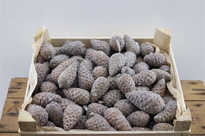 Wax Pinea Mini Gl Naturel X125