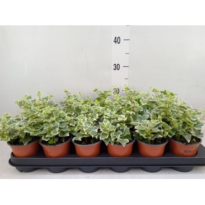 Hedera helix 'White Wonder'