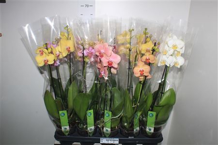 <h4>Phal Gem 5 Kl 2 Branches 16+</h4>