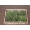 Wax Chrysant Groen