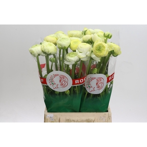 Ranunculus asiaticus 'Aazur Cream'