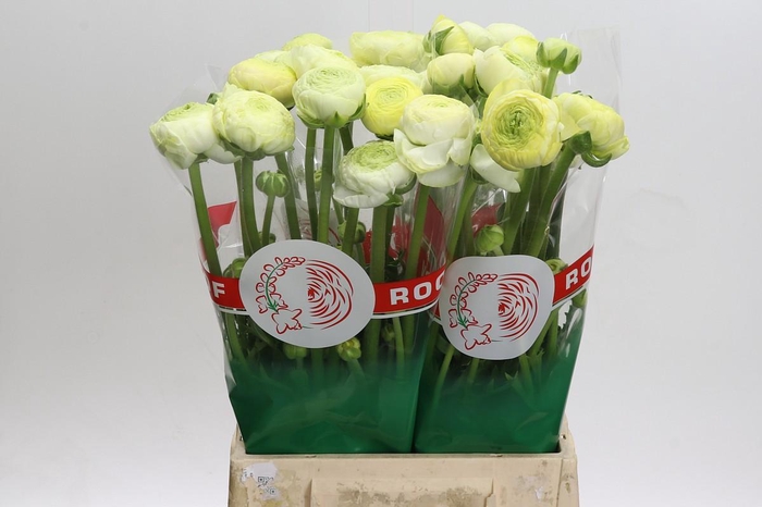<h4>Ranunculus asiaticus 'Aazur Cream'</h4>