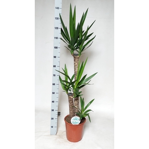 YUCCA