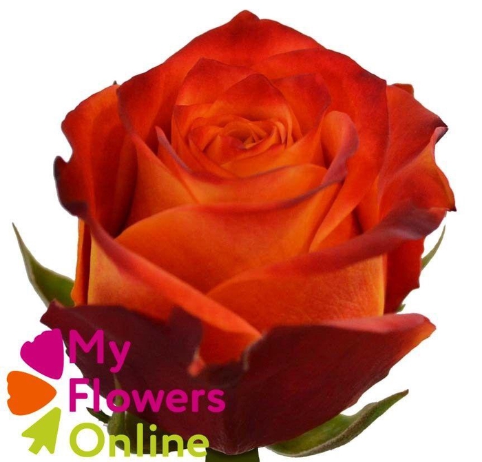 <h4>R Gr Atomic Orange 50cm EC</h4>