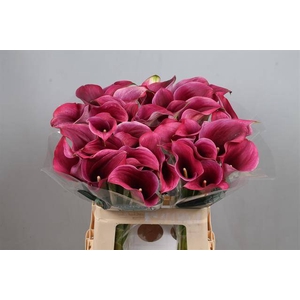 Calla Captain Promise Kallaland