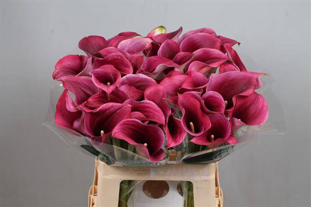 <h4>Calla Captain Promise Kallaland</h4>