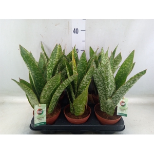 Sansevieria trifa.   ...