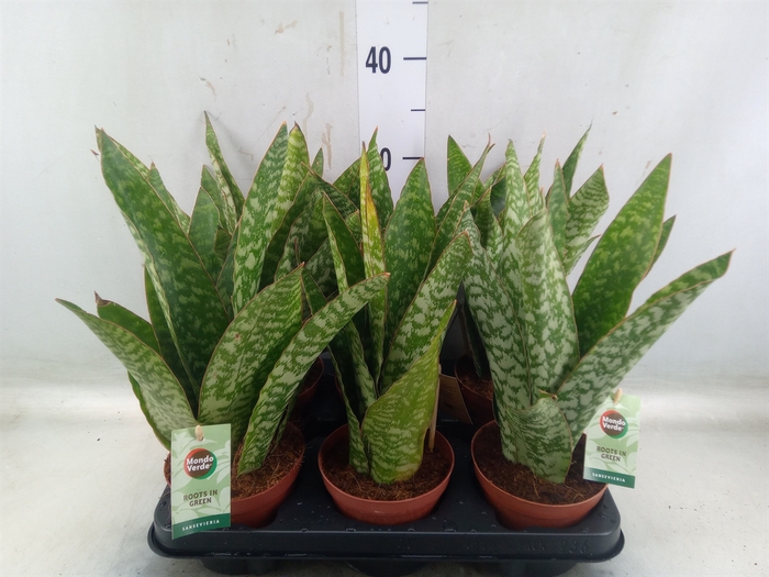 <h4>Sansevieria trifa.   ...</h4>