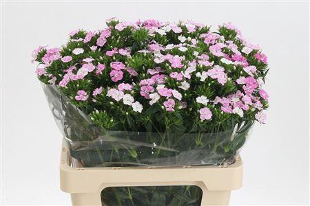 <h4>Di Barb Pink Amazone</h4>