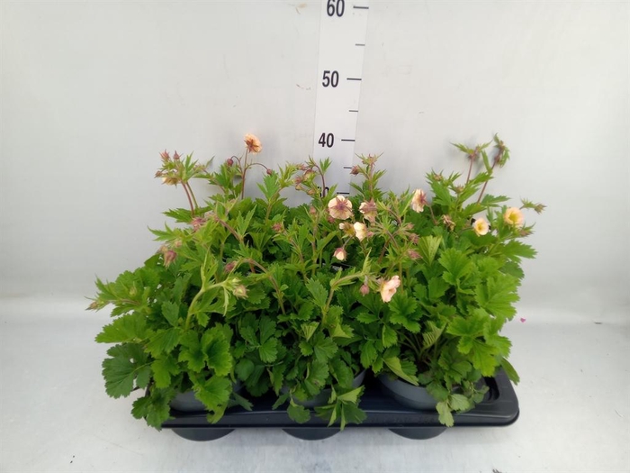 <h4>Geum rivale</h4>