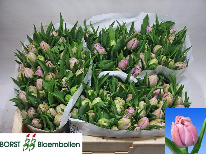 <h4>TU DU KATINKA</h4>