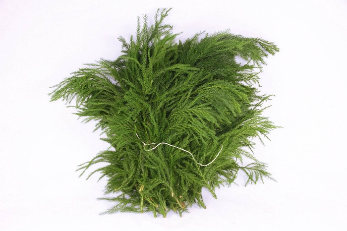 <h4>Cryptomeria Viiridis Hair per Bunch</h4>